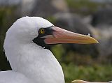 Galapagos 3-1-10 Espanola Punta Suarez Nazca Masked Booby Close Up Here is a close up of the Nazca, or masked, booby.